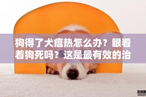 狗得了犬瘟热怎么办？眼看着狗死吗？这是最有效的治疗预防办法！ 