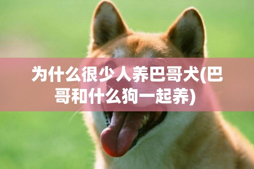 为什么很少人养巴哥犬(巴哥和什么狗一起养) 