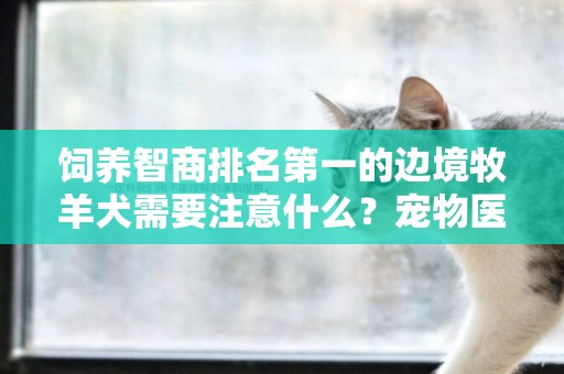 饲养智商排名第一的边境牧羊犬需要注意什么？宠物医生告诉你答案 