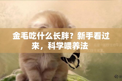 金毛吃什么长胖？新手看过来，科学喂养法 