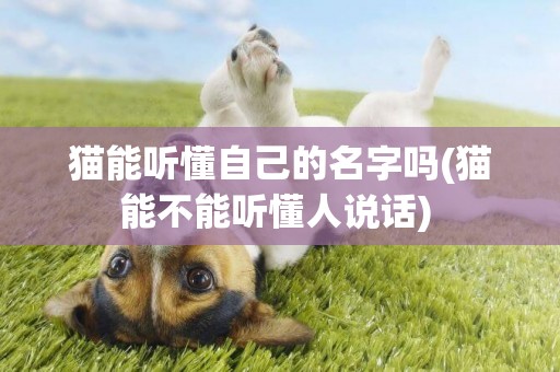 猫能听懂自己的名字吗(猫能不能听懂人说话) 