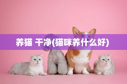 养猫 干净(猫咪养什么好) 