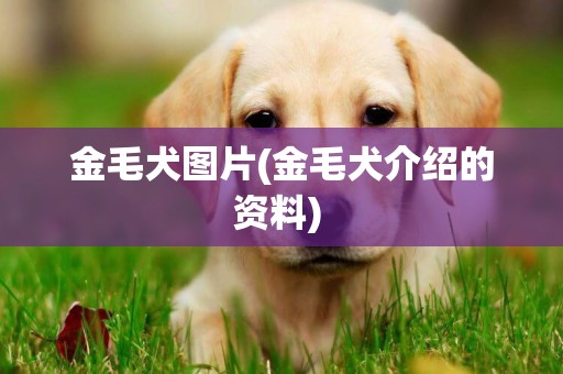 金毛犬图片(金毛犬介绍的资料) 