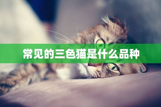 常见的三色猫是什么品种