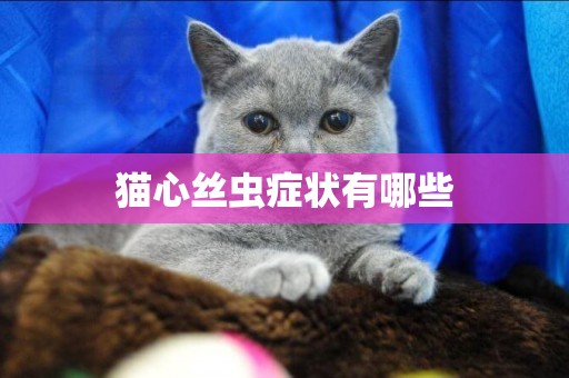 猫心丝虫症状有哪些