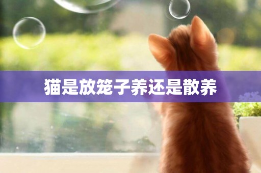 猫是放笼子养还是散养