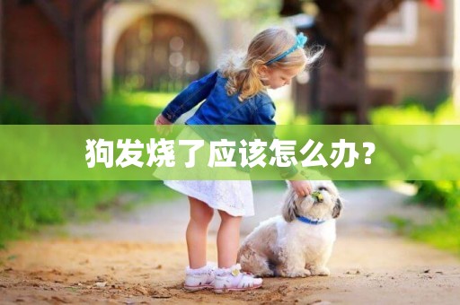 狗发烧了应该怎么办？