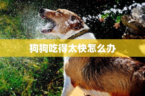 狗狗吃得太快怎么办