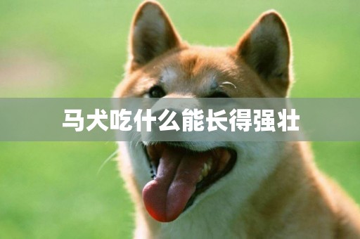 马犬吃什么能长得强壮