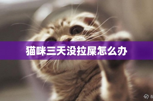 猫咪三天没拉屎怎么办