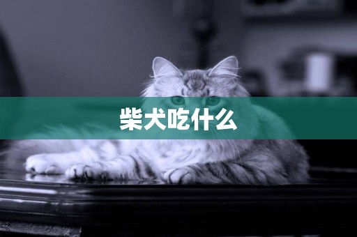 柴犬吃什么