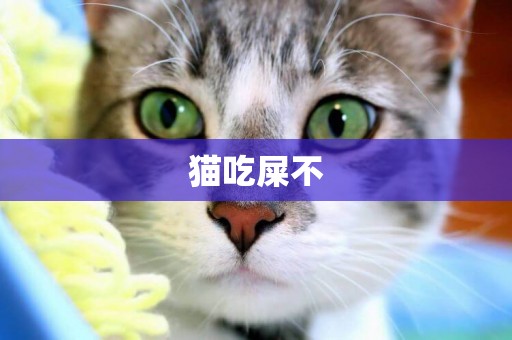 猫吃屎不