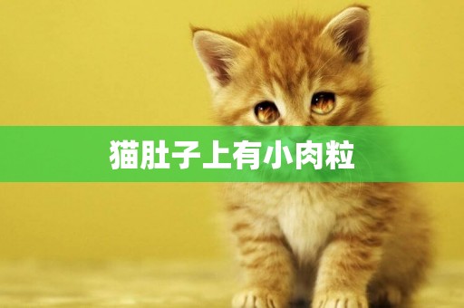 猫肚子上有小肉粒