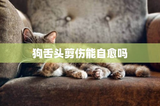 狗舌头剪伤能自愈吗