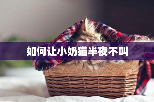 如何让小奶猫半夜不叫