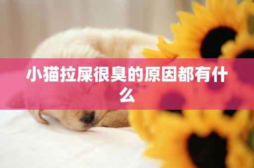 小猫拉屎很臭的原因都有什么