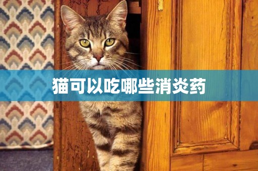 猫可以吃哪些消炎药