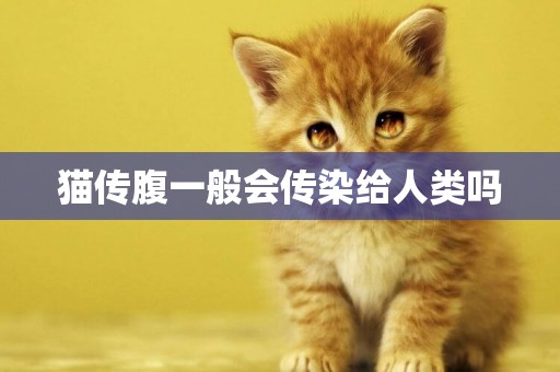 猫传腹一般会传染给人类吗