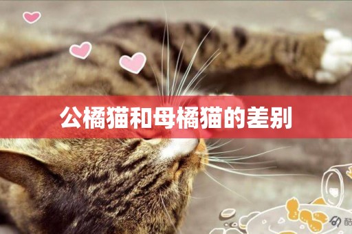 公橘猫和母橘猫的差别