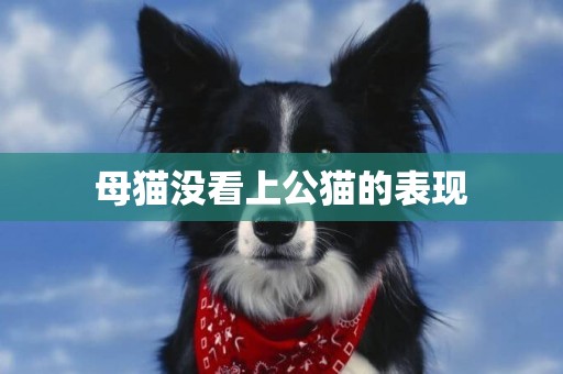 母猫没看上公猫的表现