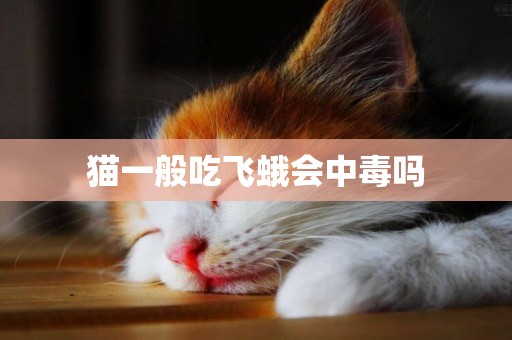 猫一般吃飞蛾会中毒吗