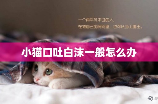 小猫口吐白沫一般怎么办