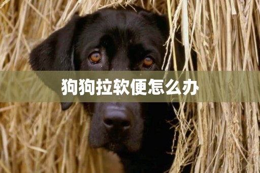 狗狗拉软便怎么办