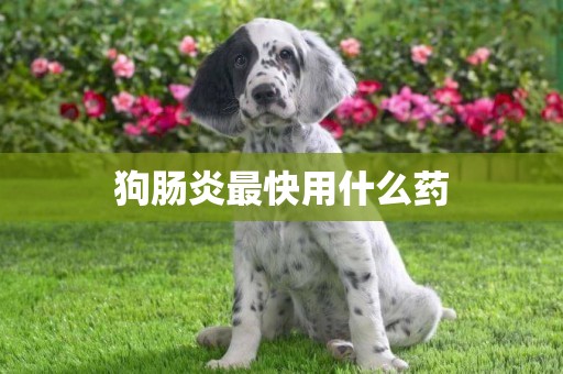 狗肠炎最快用什么药