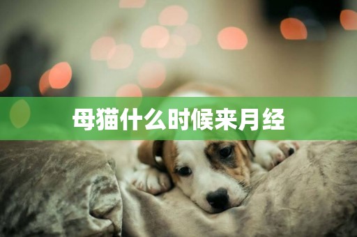 母猫什么时候来月经