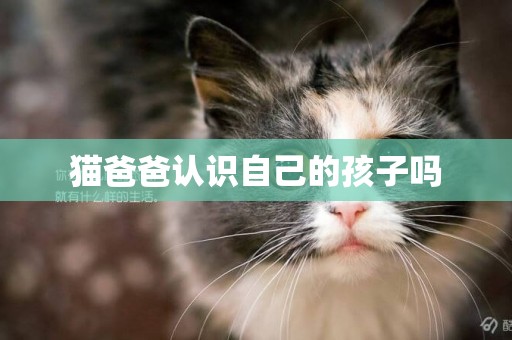 猫爸爸认识自己的孩子吗