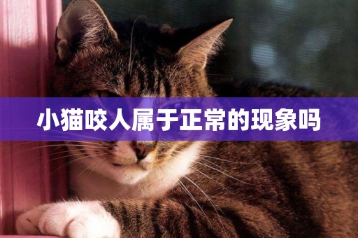 小猫咬人属于正常的现象吗