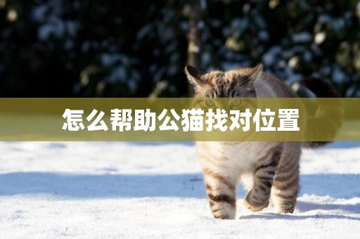 怎么帮助公猫找对位置