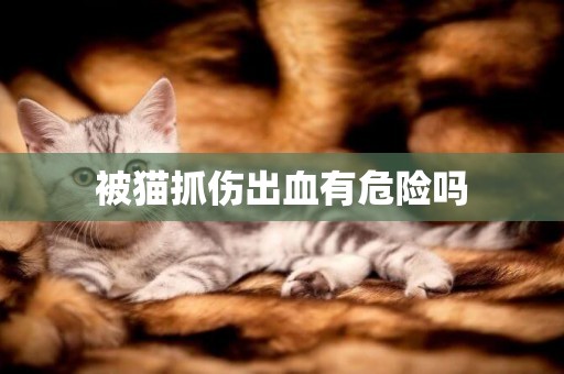 被猫抓伤出血有危险吗