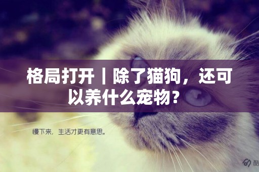 格局打开｜除了猫狗，还可以养什么宠物？ 