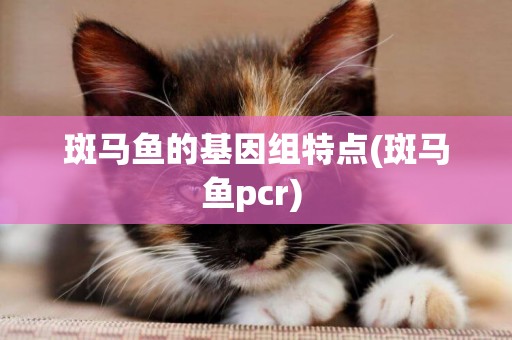 斑马鱼的基因组特点(斑马鱼pcr) 