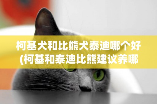 柯基犬和比熊犬泰迪哪个好(柯基和泰迪比熊建议养哪个) 