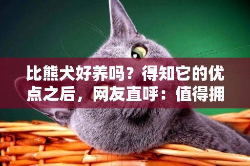 比熊犬好养吗？得知它的优点之后，网友直呼：值得拥有 