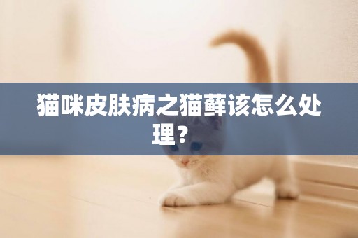 猫咪皮肤病之猫藓该怎么处理？ 