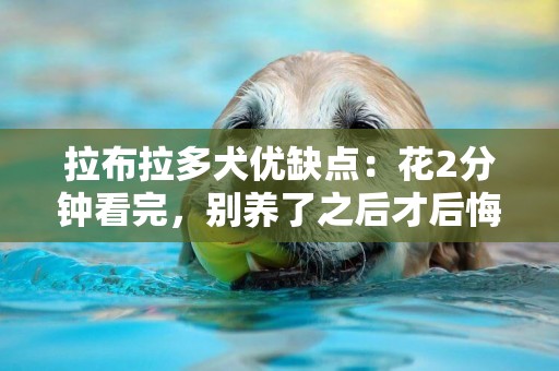 拉布拉多犬优缺点：花2分钟看完，别养了之后才后悔 