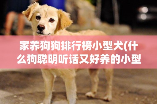 家养狗狗排行榜小型犬(什么狗聪明听话又好养的小型犬) 