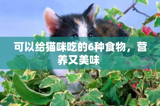 可以给猫咪吃的6种食物，营养又美味 