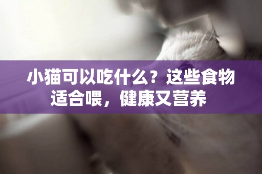 小猫可以吃什么？这些食物适合喂，健康又营养 