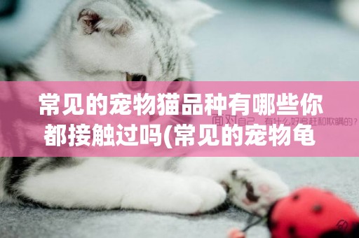 常见的宠物猫品种有哪些你都接触过吗(常见的宠物龟有哪些品种的) 