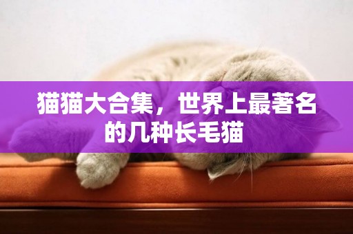 猫猫大合集，世界上最著名的几种长毛猫 