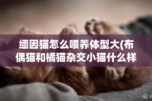 缅因猫怎么喂养体型大(布偶猫和橘猫杂交小猫什么样子) 