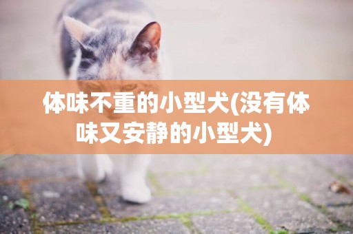 体味不重的小型犬(没有体味又安静的小型犬) 