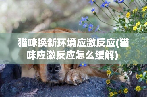 猫咪换新环境应激反应(猫咪应激反应怎么缓解) 