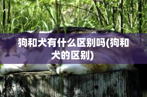 狗和犬有什么区别吗(狗和犬的区别) 