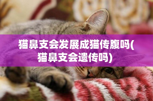 猫鼻支会发展成猫传腹吗(猫鼻支会遗传吗) 