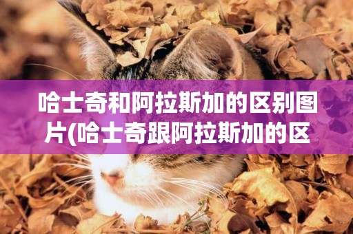 哈士奇和阿拉斯加的区别图片(哈士奇跟阿拉斯加的区别) 